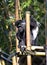 Angolan Colobus Monkey