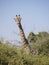 Angolan Giraffe