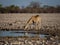 Angolan giraffe drinking at waterhole.