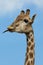 Angolan giraffe Giraffa camelopardalis angolensis