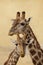 Angolan giraffe Giraffa camelopardalis angolensis