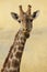 Angolan giraffe Giraffa camelopardalis angolensis