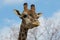 Angolan giraffe Giraffa camelopardalis angolensis