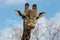 Angolan giraffe Giraffa camelopardalis angolensis