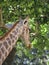 Angolan Giraffe in a park