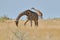 Angolan giraffes grazing at Etosha national park, Namibia