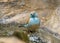 Angolees Blauwfazantje, Blue Waxbill, Uraeginthus angolensis