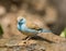 Angolees Blauwfazantje, Blue Waxbill, Uraeginthus angolensis