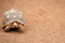 Angonoka tortoise Astrochelys yniphora