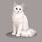 Angora cat. Cat breed. Favorite pet. Lovely fluffy kitten with green eyes. Realistic vector illustration.