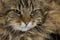 Angora Domestic Cat, Portrait of Male