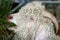 The Angora Goat