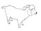 Angora goat-