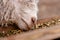 Angora goat eating grain