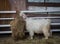 Angora Goat Eating Grass