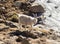 Angora goat is feeding in the Maluti mountains, Drakensberg, Lesotho.