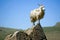 Angora Goat on rock 2
