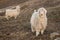 Angora goats on grassy slope