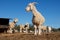 Angora goats in a paddock