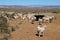 Angora goats on rural farm