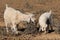 Angora goats on a rural farm