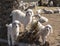 Angora goats on a tree trunk