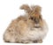 angora rabbit pictures