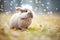 angora rabbit amidst wooly dandelion seeds