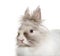 Angora rabbit, close up against white background