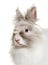 Angora rabbit, close up against white background