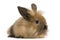 Angora rabbit, isolated