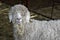Angora sheep looking to camera