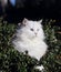 ANGORA TURC BLANC White Turkish Angora Domestic Cat, Cat From Ankara in Turkey