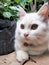 Angora Type White Cat