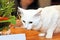 Angora white cat