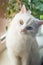 Angora white cat with blue and yellow eyes sitting on window sill and looking curious