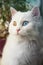 Angora white cat with blue and yellow eyes sitting on window sill and looking curious