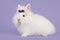 Angora white rabbit with a purple bow on a lavender purple background