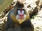 Angry adult mandrill male looking at the camera