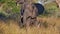 Angry African elephant with ivory tusks shaking its head in the bush on safari in Bwabwata National Park, Caprivi, Namibia.