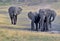 Angry African elephants at Etosha National Park Namibia