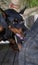 Angry Aggressive dog Doberman Pinscher grabs criminal\\\'s clothes. Service training.