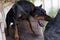 Angry Aggressive dog Doberman Pinscher grabs criminal\'s clothes. Service training.