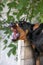 Angry Aggressive dog Doberman Pinscher grabs criminal\\\'s clothes. Service training.