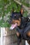 Angry Aggressive dog Doberman Pinscher grabs criminal\\\'s clothes. Service training.