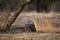 An angry and aggressive female leopard or panthera pardus with yawn expression at ranthambore