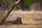 An angry and aggressive female leopard or panthera pardus with yawn expression at ranthambore