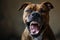 an angry aggressive pit bull terrier type dog snarling at the camera with sharp teeth