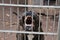 An angry american staffordshire dog barking behind the fence