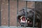 An angry american staffordshire dog barking behind the fence